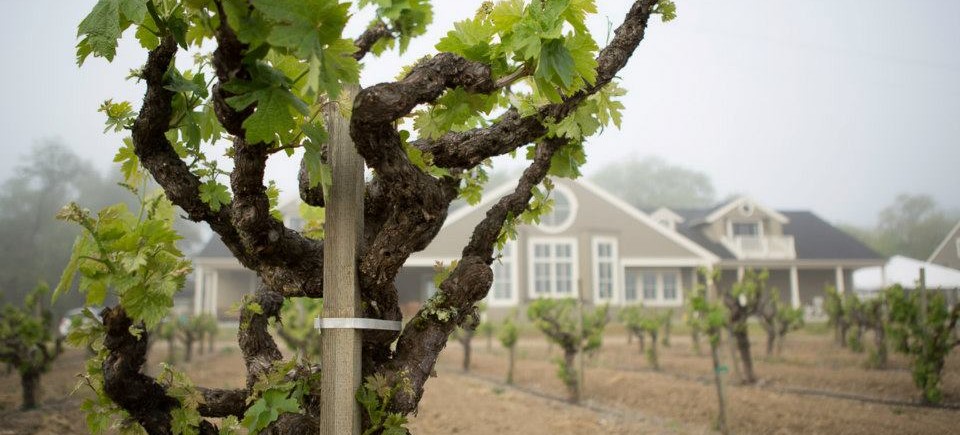 Vines at Talty Vineyards